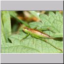 Conocephalus dorsalis - Kurzflueglige Schwertschrecke w02c OS-Hellern-Feuchtwiese.jpg